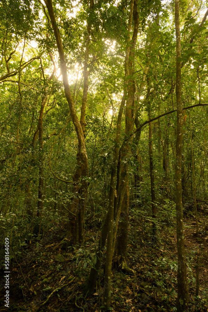 Sunlight falling on Indian rainforest trees, beautiful background for print usage.