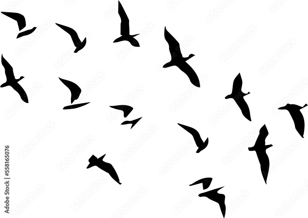 Fototapeta premium silhouette of a flock of birds