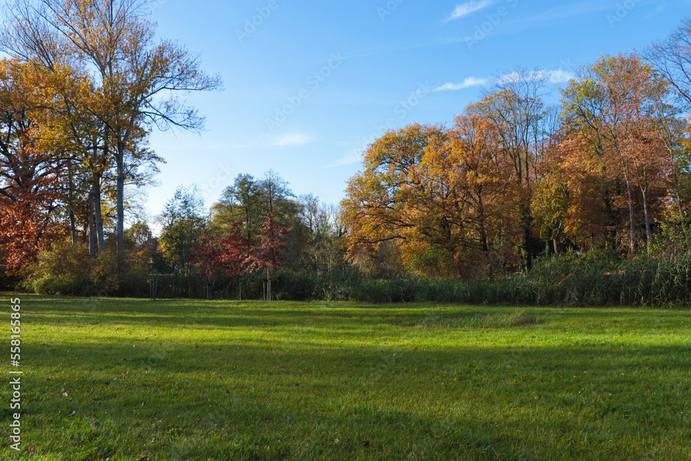 Picturesque view of park with beautiful trees and green grass on sunny day. Autumn season