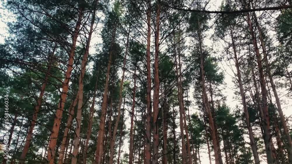Forest trees, slow motion Forest trees, slow motion