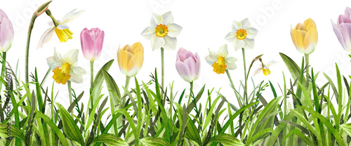 Green grass with spring flowers seamless border. Watercolor illustration isolated on transparent background. Tulip, Narcissus, Iris, Hyacinth flower. Easter, Mother day card decoration