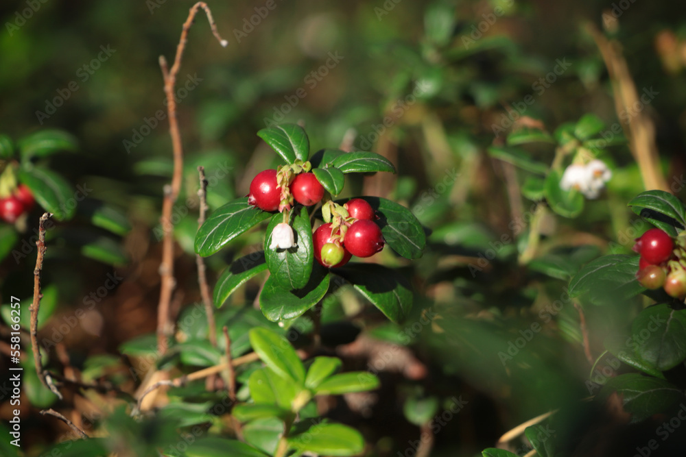 Tasty ripe lingonberries growing on sprigs outdoors