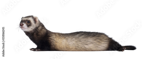 Foto Cute young ferret laying down side ways, looking to the side