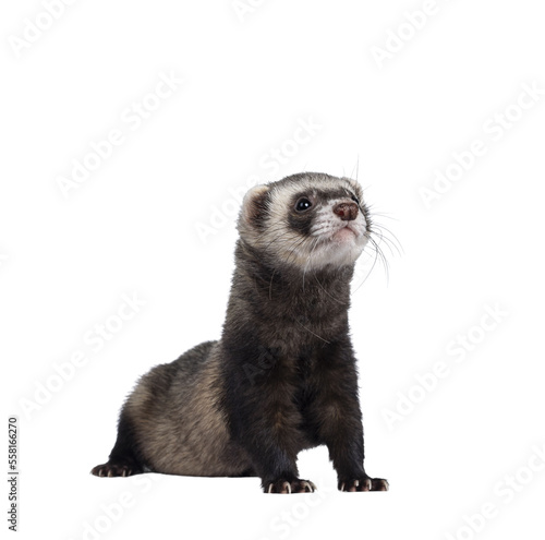 Cute young ferret standing with head high sniffing, looking straight ahead. Isolated on a white background. photo