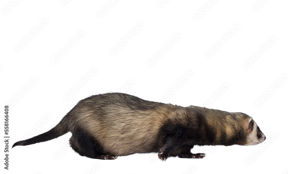 Cute young ferret walking side ways, looking straight ahead. Isolated on a white background. Cute young ferret walking side ways, looking straight ahead. Isolated on a white background.