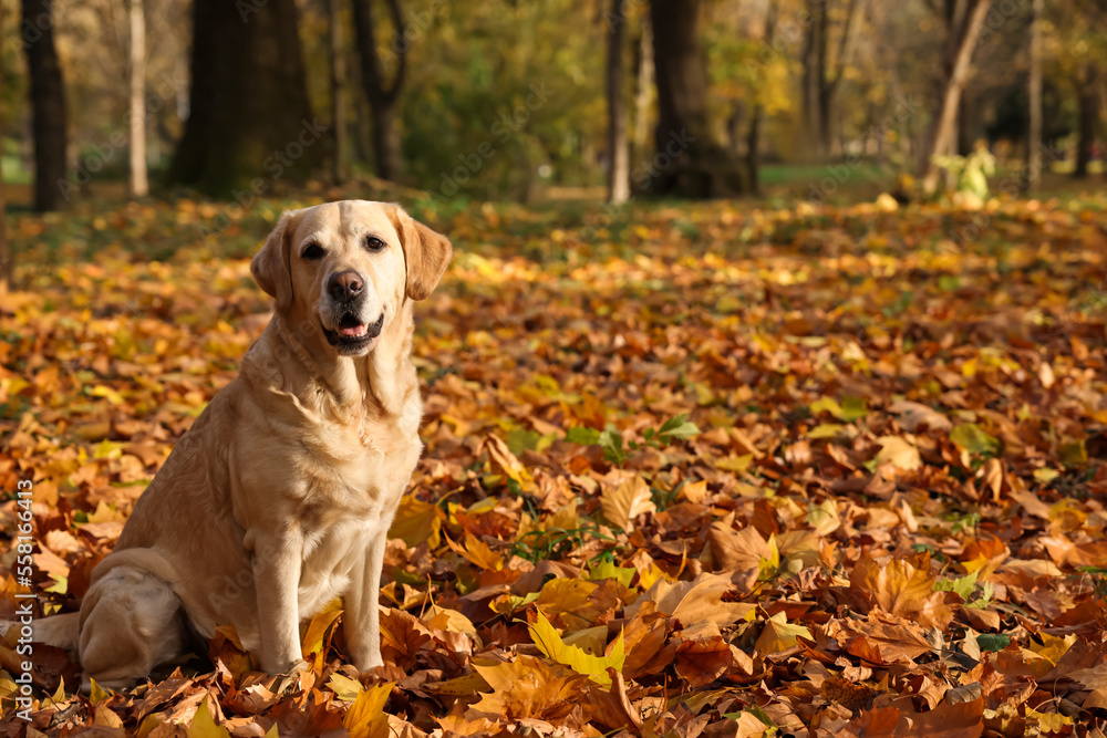 Cute Labrador Retriever dog on fallen leaves in sunny autumn park. Space for text