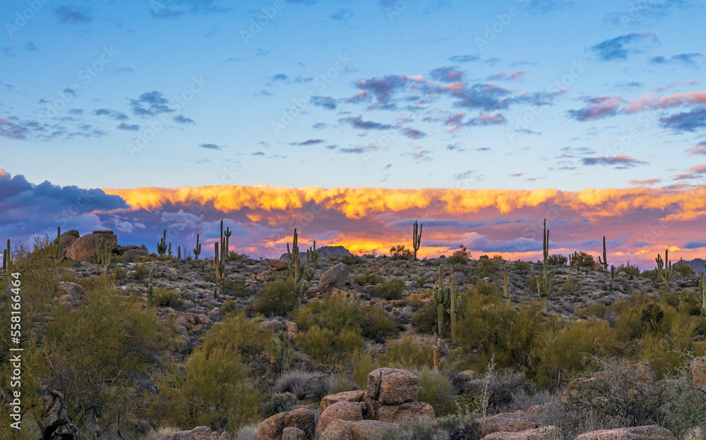 Panoramic Arizona Desert Sunset Landscape With Cactus & Rocks Panoramic Arizona Desert Sunset Landscape With Cactus & Rocks