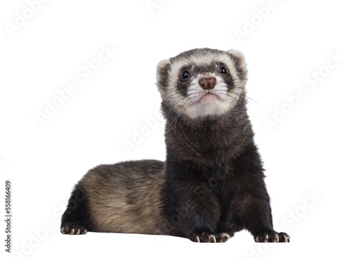 Cute young ferret laying down facing front with head lifted up, looking to camera. Isolated on a white background.