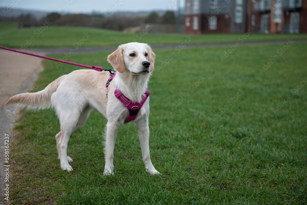 Young golden retriever dog on a dog walk on green grass, taken with copy space 