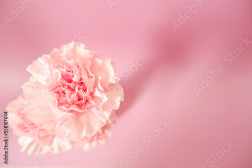 Beautiful pink Carnation flowers on pink background. Closed up pink Carnation flower photo for Mother's day, Women's day and Wedding day design.  photo