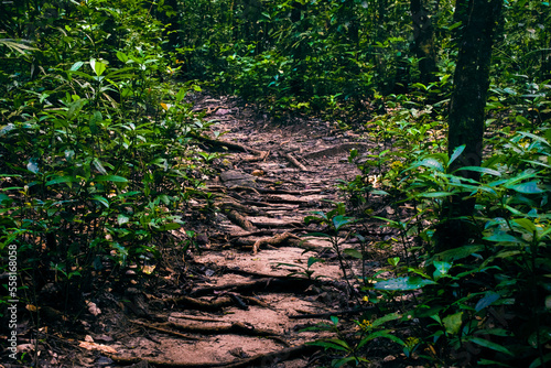 Twisted tree roots covering the forest walkway.