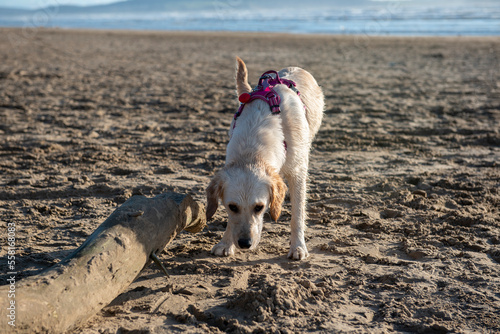 Young golden retreiver exploring on beach in the winters sun
