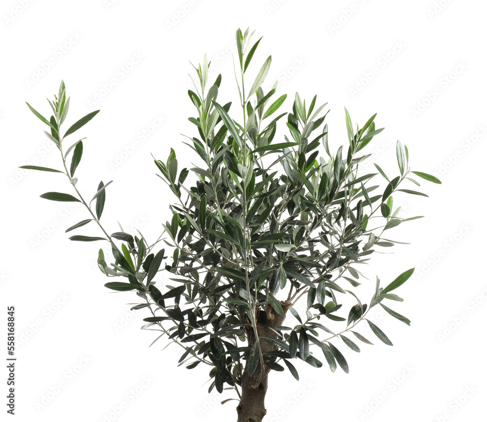 Beautiful young olive tree isolated on white Beautiful young olive tree isolated on white