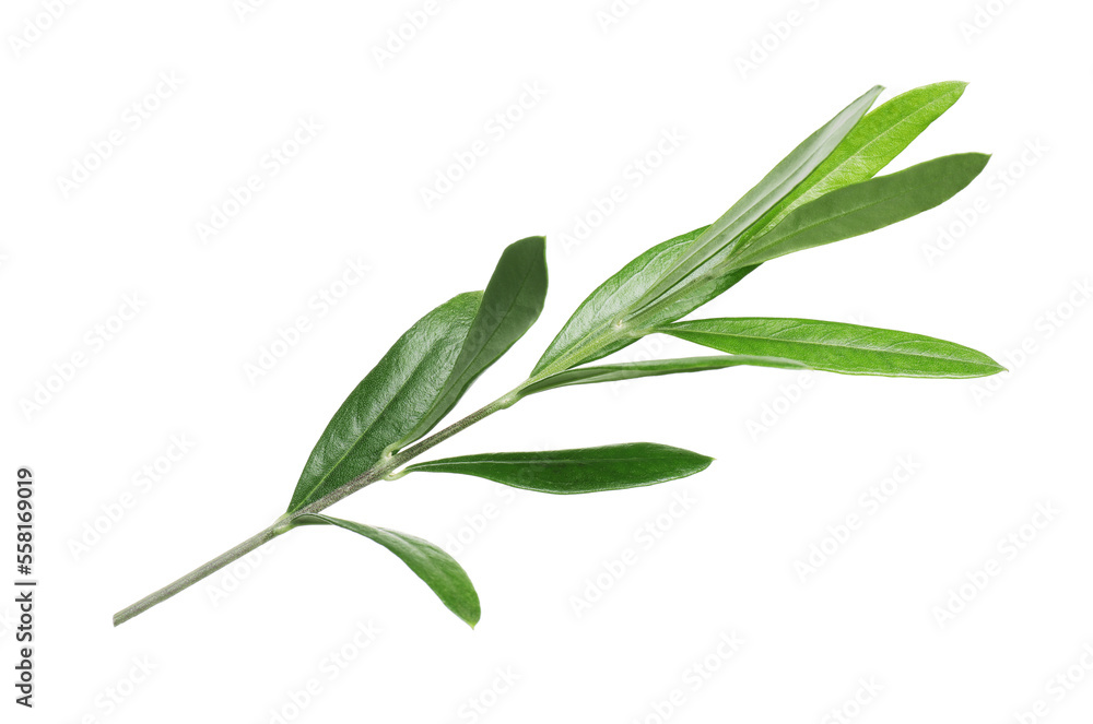 Olive twig with fresh green leaves on white background Olive twig with fresh green leaves on white background