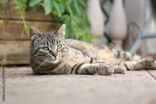 Striped grey cat lying on its side on a deck -  incision scar on her left ear