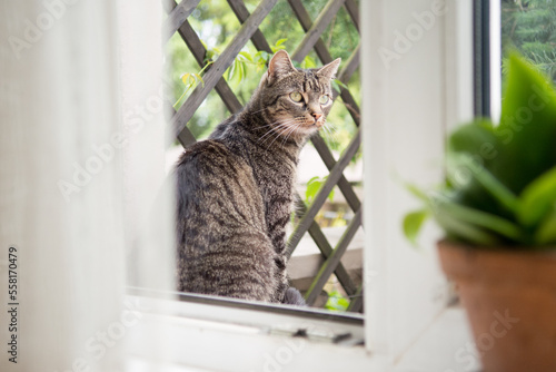 Beautiful striped grey cat sitting outside of an open window, looking at something