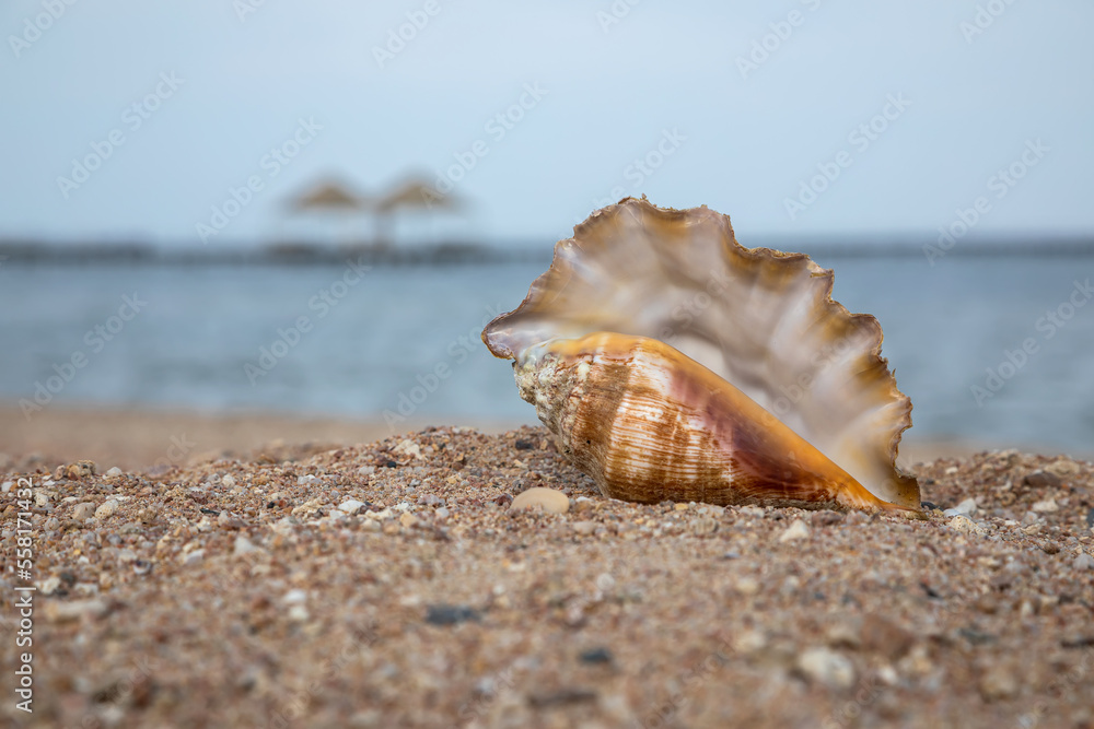 Beautiful large shell on the beach. Sunny summer day. Beautiful beach. Large sea shell. Beautiful large shell on the beach. Sunny summer day. Beautiful beach. Large sea shell.