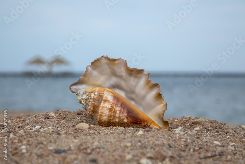 Beautiful large shell on the beach. Sunny summer day. Beautiful beach. Large sea shell.