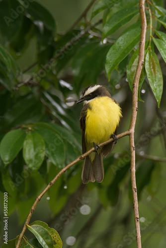 Yellow tropical bird in a perch. 
Rusty-margined Flycatcher (Myiozetetes cayanensis).  photo