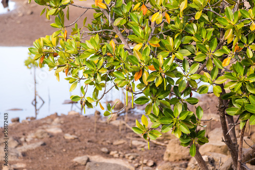 Photographie Palétuvier au bord d'une mangrove tropicale à marée basse, avec ses fruits germés et ses feuilles mucronées