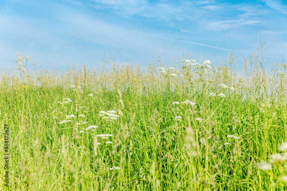 Green field with wildflowers against a blue sky on a sunny day. Freedom and beautiful nature. Space for text. Green field with wildflowers against a blue sky on a sunny day. Freedom and beautiful nature. Space for text.