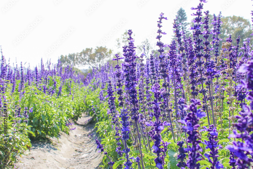 Obraz premium Closeup purple flowers (salvia officinalis) in the garden
