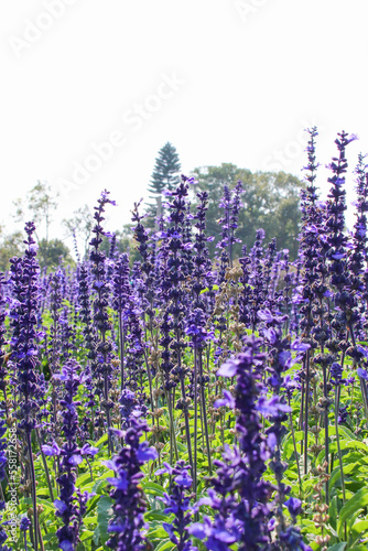 Closeup purple flowers (salvia officinalis) in the garden