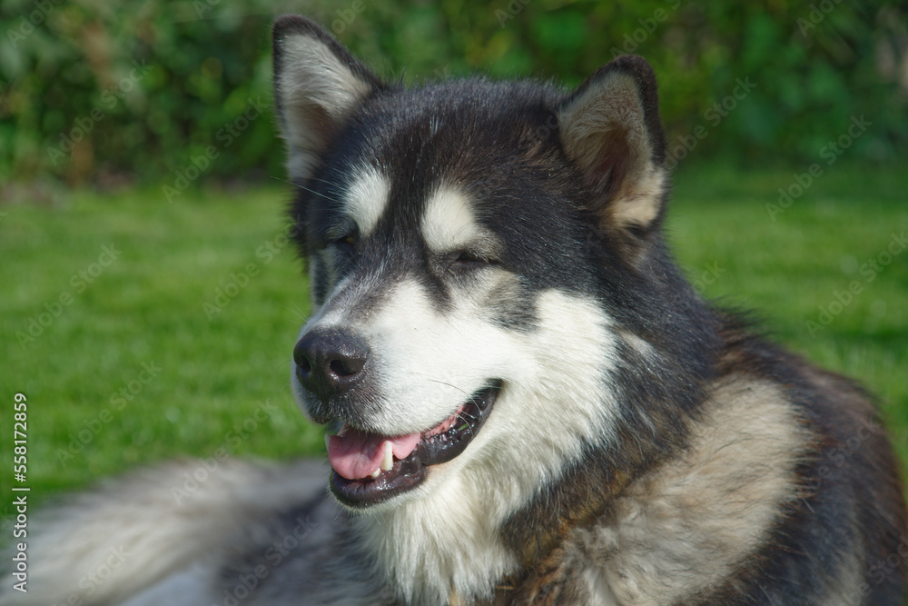 Alaska malamute