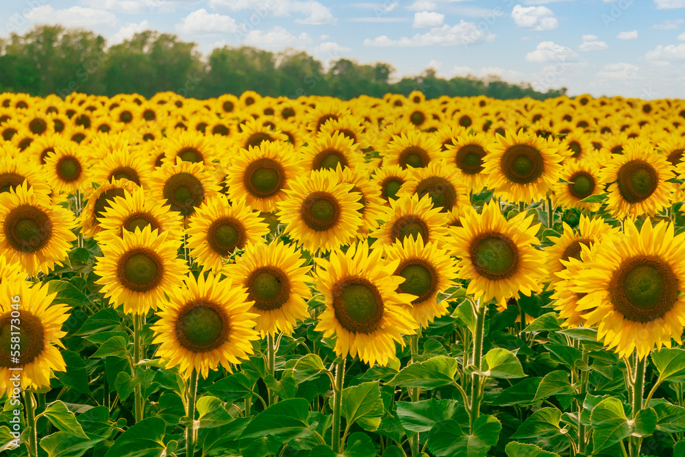 Obraz premium Sunflower field. Beautiful sunflower flowers close up.
