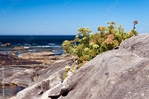 Crithmum maritimum or rock samphire or sea fennel. Edible coastal plant growing on the rocks.