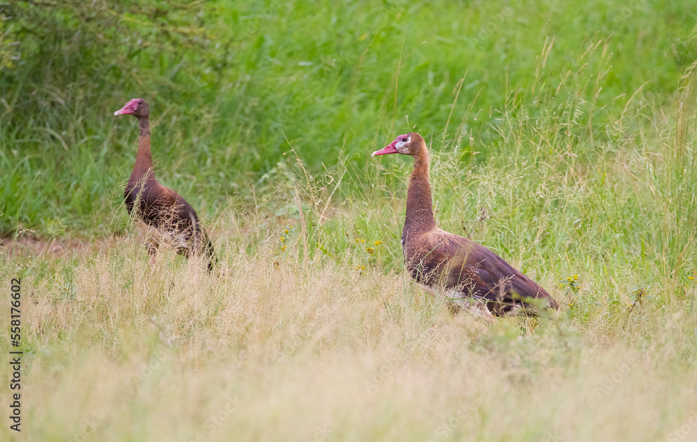 Spur-winged goose (Plectropterus gambensis) is found in wetlands all over Sub-Saharan Africa. Spur-winged goose (Plectropterus gambensis) is found in wetlands all over Sub-Saharan Africa.