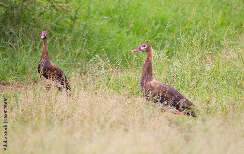 Spur-winged goose (Plectropterus gambensis) is found in wetlands all over Sub-Saharan Africa. Spur-winged goose (Plectropterus gambensis) is found in wetlands all over Sub-Saharan Africa.