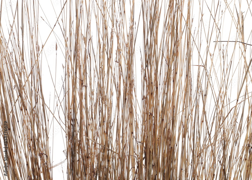 Fototapeta premium Close up yellow dry grass isolated on white background, clipping path