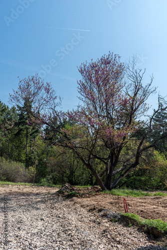 Wallpaper Mural Tall, green trees in the park - a perfect place to relax. Torontodigital.ca