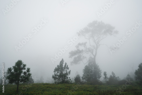 Pine forest forest in the morning mist., Forest at Phu kradueng in thailand.
