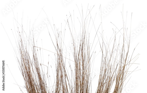Dry yellow grass isolated on white background, clipping path