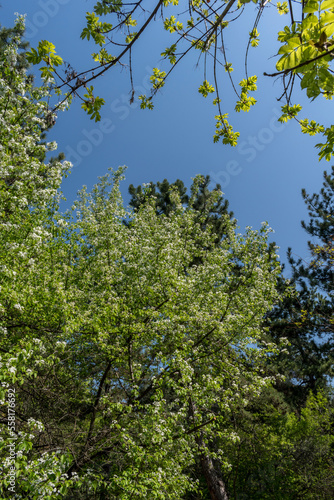 Wallpaper Mural Tall, green trees in the park - a perfect place to relax. Torontodigital.ca