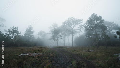 Pine forest forest in the morning mist., Forest at Phu kradueng in thailand.