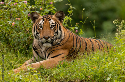Fototapeta Naklejka Na Ścianę i Meble -  tiger in the grass