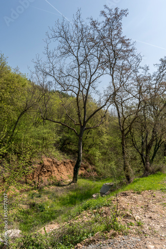 Wallpaper Mural Tall, green trees in the park - a perfect place to relax. Torontodigital.ca