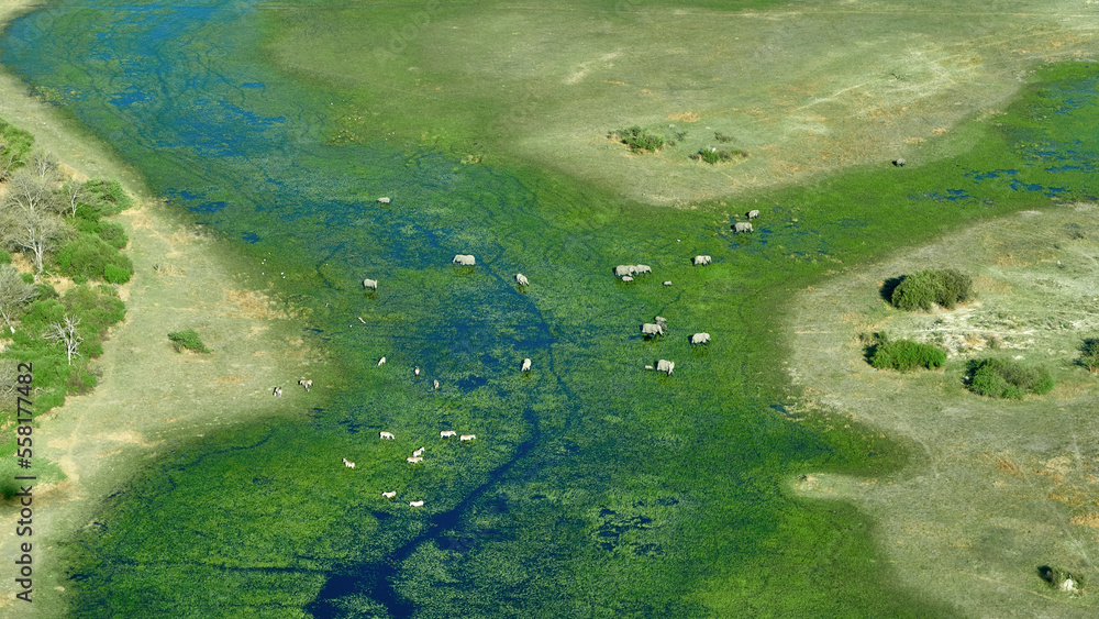 Elefanten und Zebras im Wasser des Okavangodeltas
