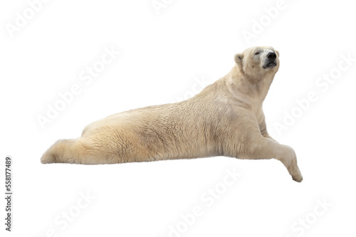 polar bear lies isolated on white background © fotomaster
