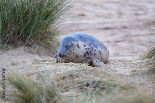 Fototapeta Naklejka Na Ścianę i Meble -  Adult Grey Seal (Halichoerus grypus) in sand dunes in Norfolk