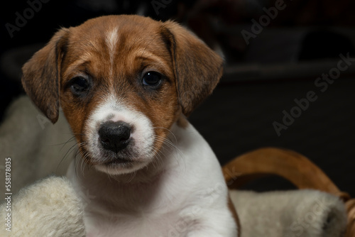 Front view of a cute 6 week old Jack Russell Terrier sitting in a basket