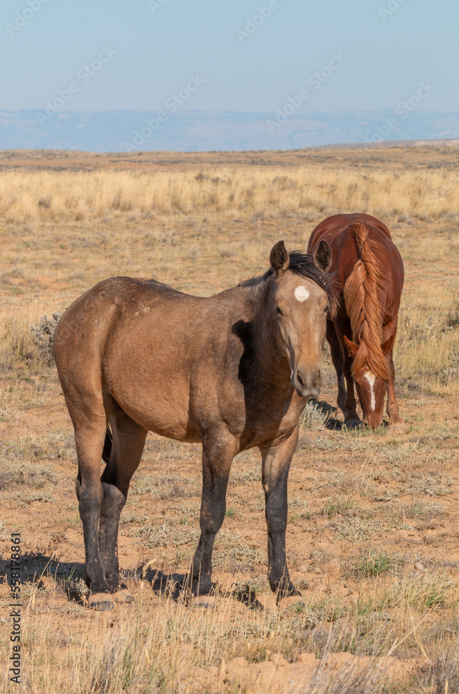 Wild Horses in Autumn in the Wyoming Desert Wild Horses in Autumn in the Wyoming Desert