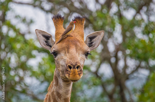 Canvastavla Red-billed oxpecker (Buphagus erythrorhynchus) is a resident African bird