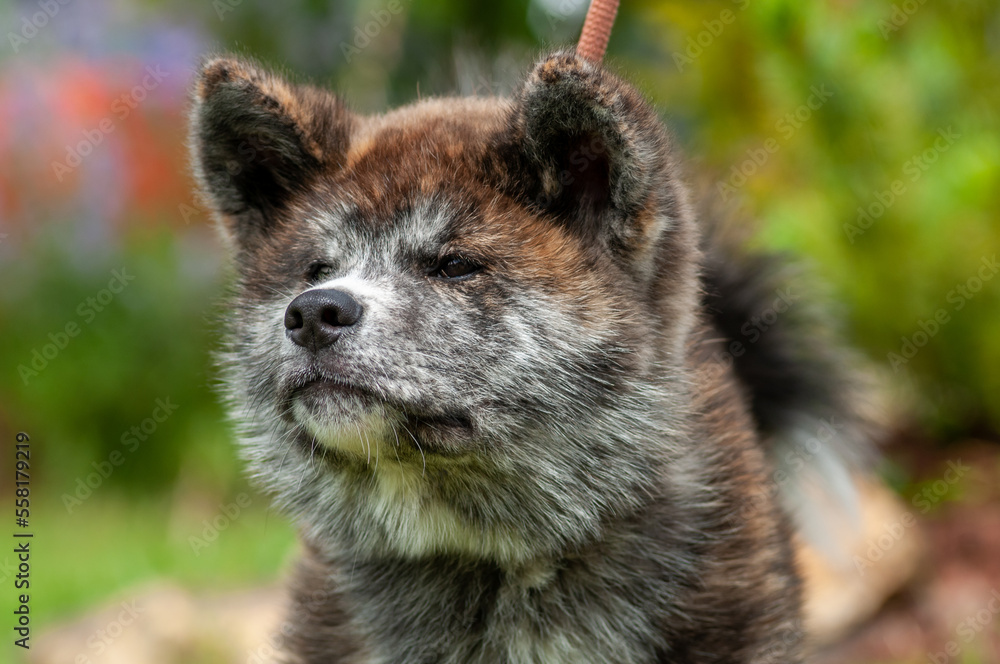 portrait rapproché d'un jeune akita inu portrait rapproché d'un jeune akita inu