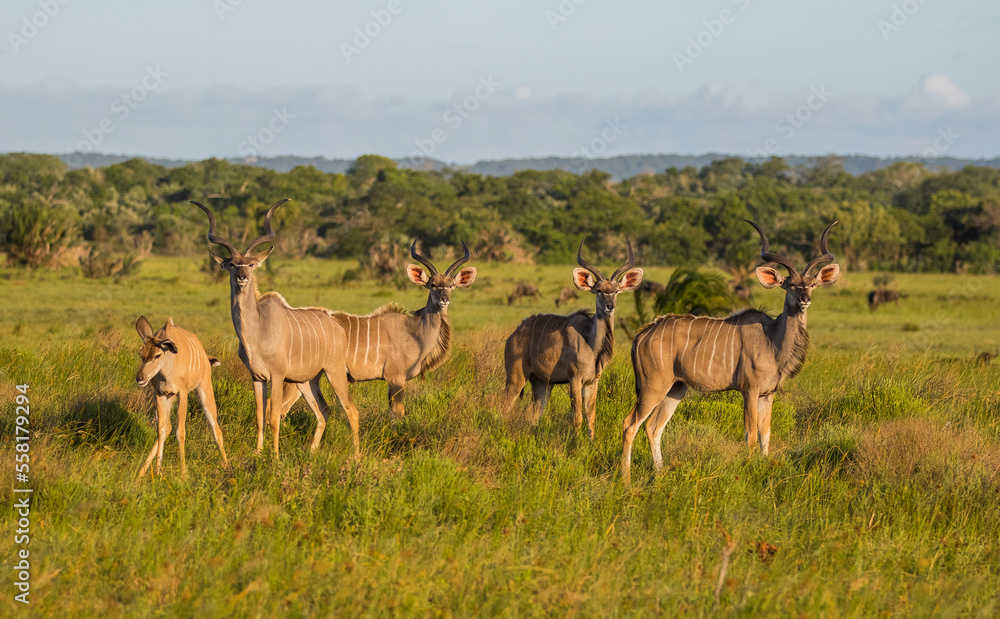 Naklejka premium Kudu usually travel in crowded herds at the Isimangaliso Wetland Park in South Africa