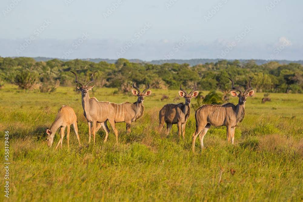 Kudu usually travel in crowded herds at the Isimangaliso Wetland Park in South Africa Kudu usually travel in crowded herds at the Isimangaliso Wetland Park in South Africa