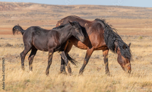 Wild Horses in Autumn in the Wyoming Desert